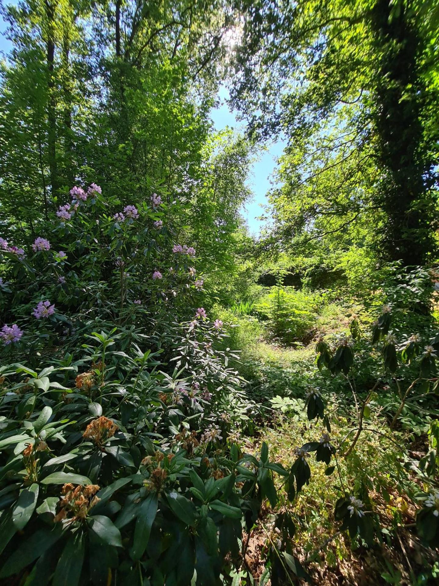 Bed and Breakfast Landgoed De Lavei Weleveld Екстер'єр фото